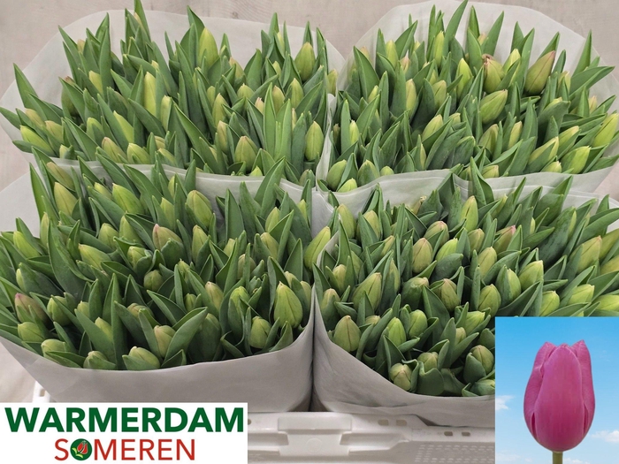 <h4>TU EN PINK TWIST</h4>