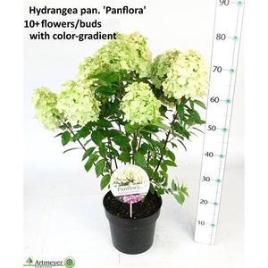 HYDR PAN PANFLORA P22 10+