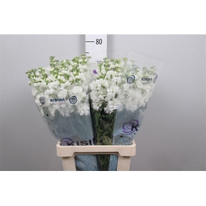 Matth Iron White