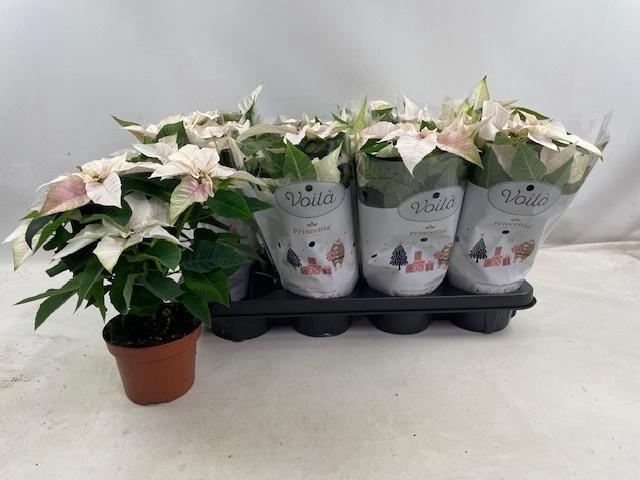 <h4>EUPHOR P PRI PEARL</h4>