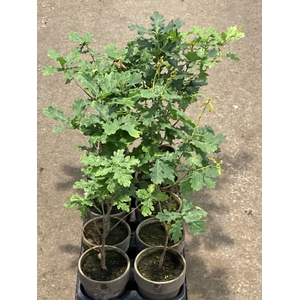 Quercus petraea (Egetræ)