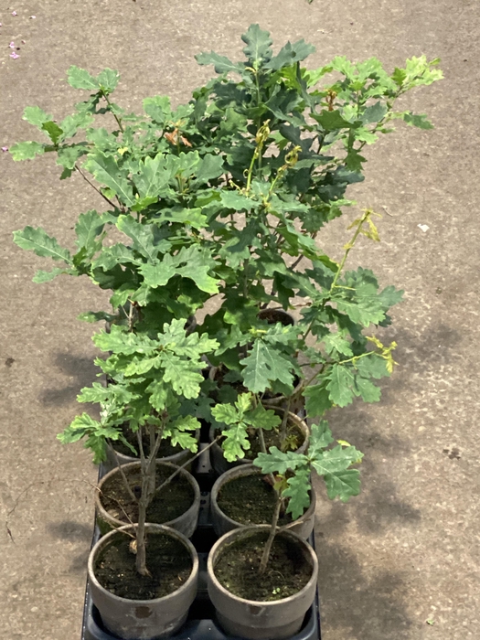<h4>Quercus petraea (Egetræ)</h4>