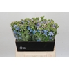 Oxypetalum Tweedia Blue