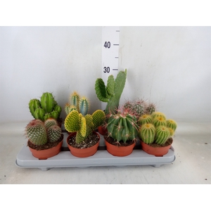 Cactus   ...mix