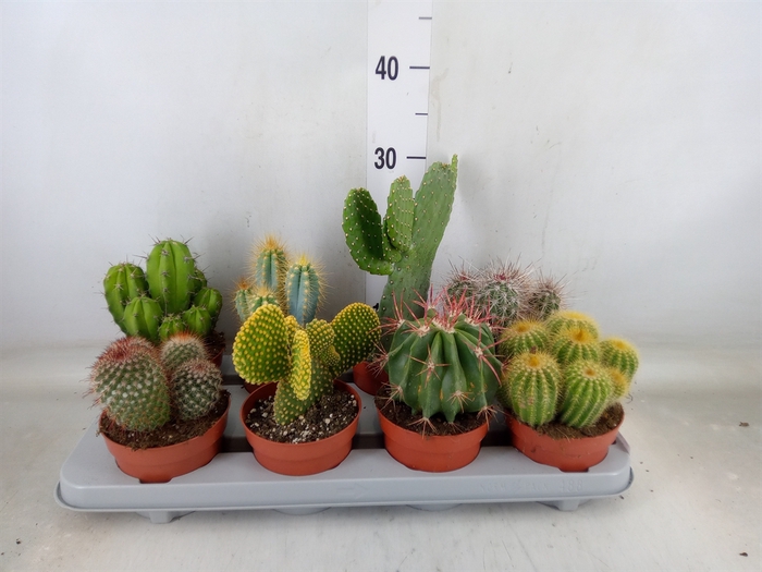 <h4>Cactus   ...mix</h4>