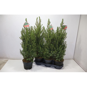 Picea Gl Conica
