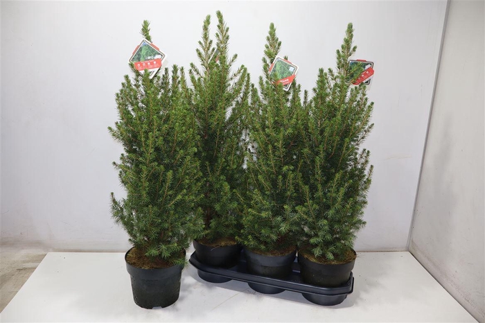 <h4>Picea Gl Conica</h4>