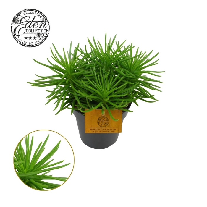 <h4>Senecio Himalaya 12cm</h4>