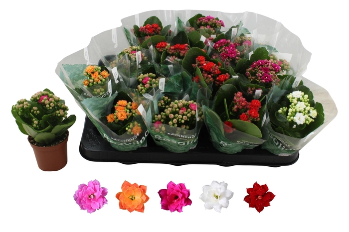 <h4>KAL GE RO GEM 5 KL</h4>