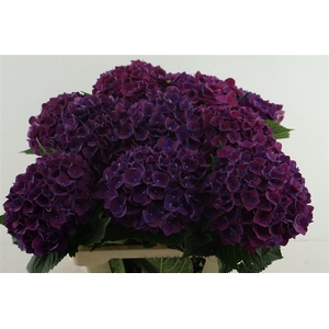 Hydr M Mon Amour Purple 60-18