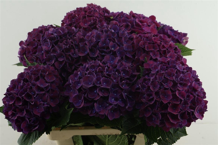 <h4>Hydr M Mon Amour Purple 60-18</h4>