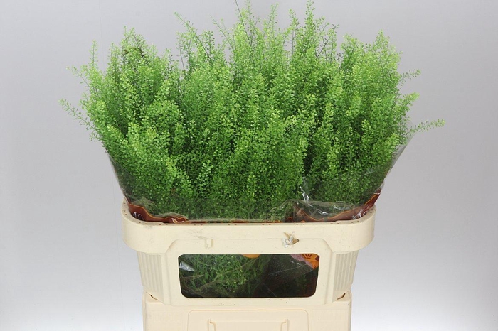 <h4>Thlaspi Green Bell</h4>