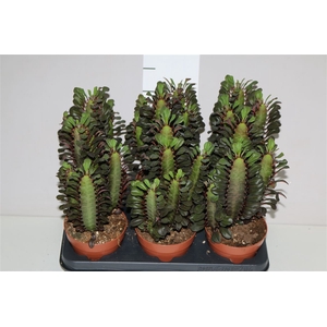 Euphorbia Trigona Rubra