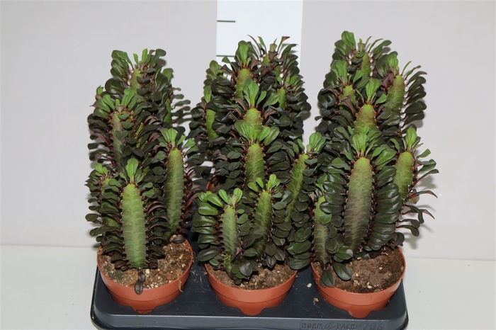 <h4>Euphorbia Trigona Rubra</h4>