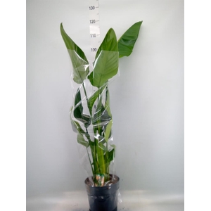 Strelitzia nicolai