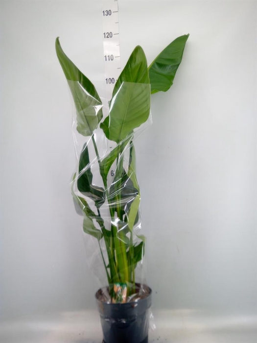 <h4>Strelitzia nicolai</h4>