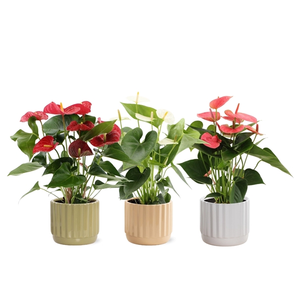 <h4>Anthurium 3 color mix in Liam 4 ceramics</h4>