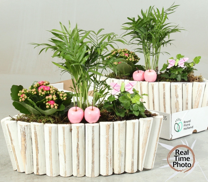 <h4>Arr Kamerpl</h4>