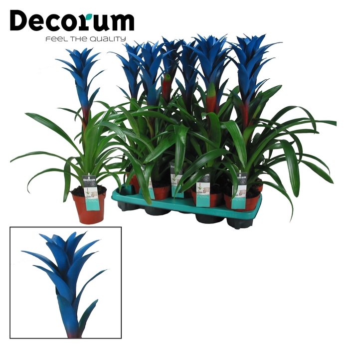 <h4>Guzmania Ocean Blue (Decorum)</h4>