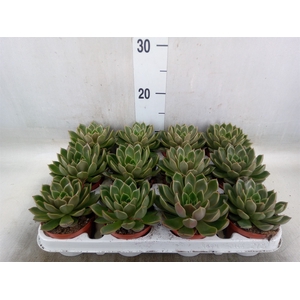 Echeveria   ...not flowering