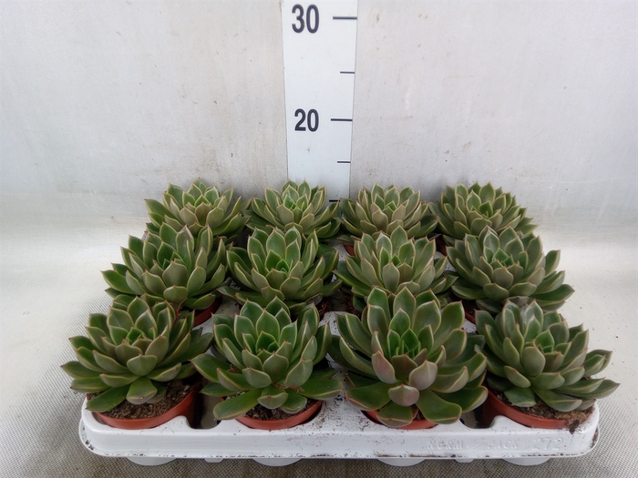 <h4>Echeveria   ...not flowering</h4>