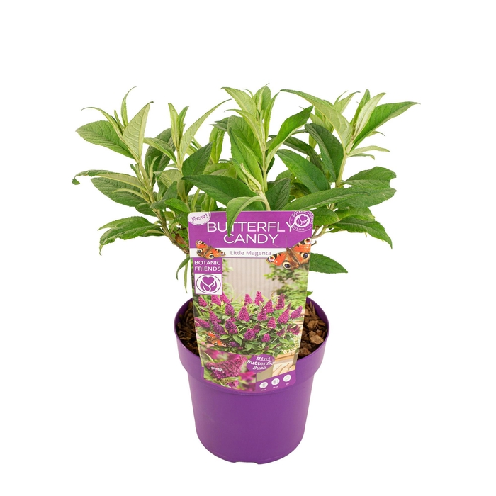 <h4>Buddleja Butterfly Candy® 'Little Magenta'</h4>