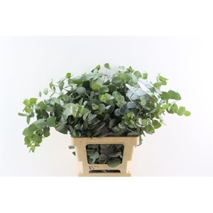 EUC CINEREA PER BOS