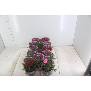 DIANTHUS DOBRADO P11