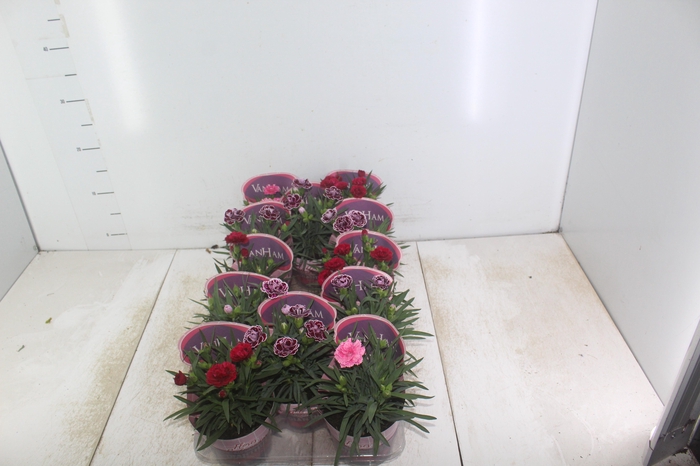 <h4>DIANTHUS DOBRADO P11</h4>