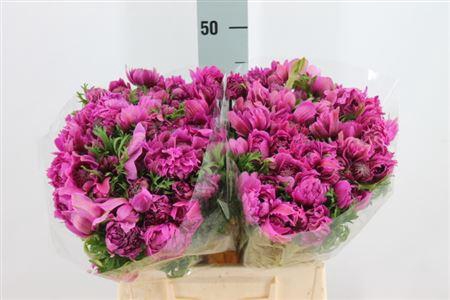 <h4>Anemone Levante Double Cerise</h4>
