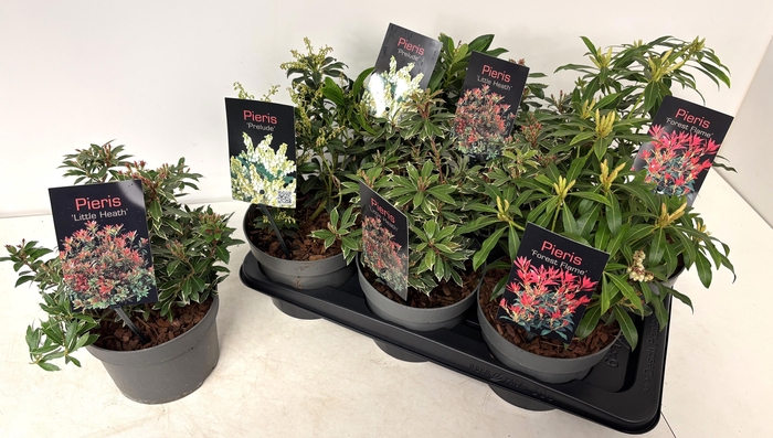 <h4>PIERIS JA GEM</h4>