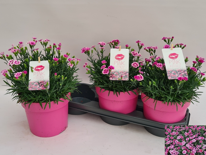 <h4>DIAN DI PINK KISSES</h4>
