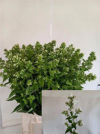 <h4>Phlox P Mag Snowdropz</h4>