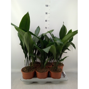 Aspidistra elat.