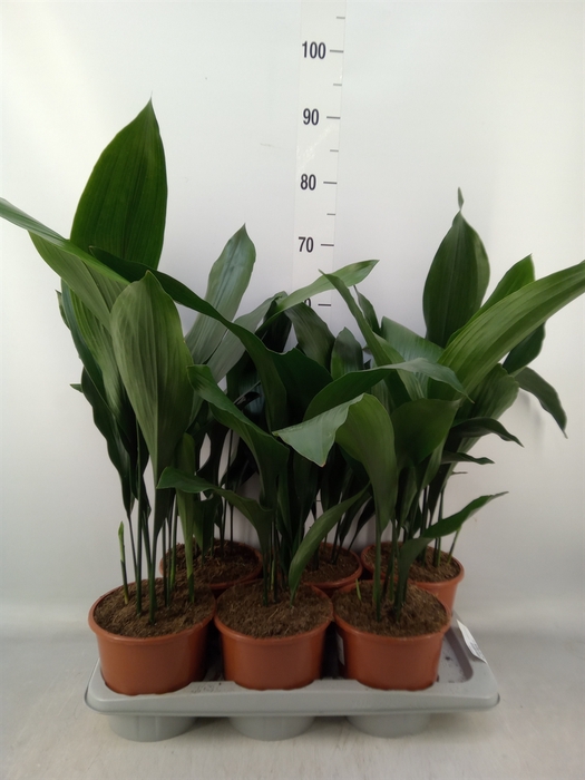 <h4>Aspidistra elat.</h4>