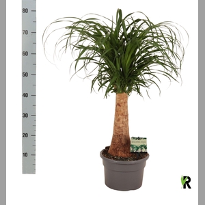 BEAUCARNEA RECUR