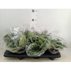 Primulina dryas 'Pretty Turtle'