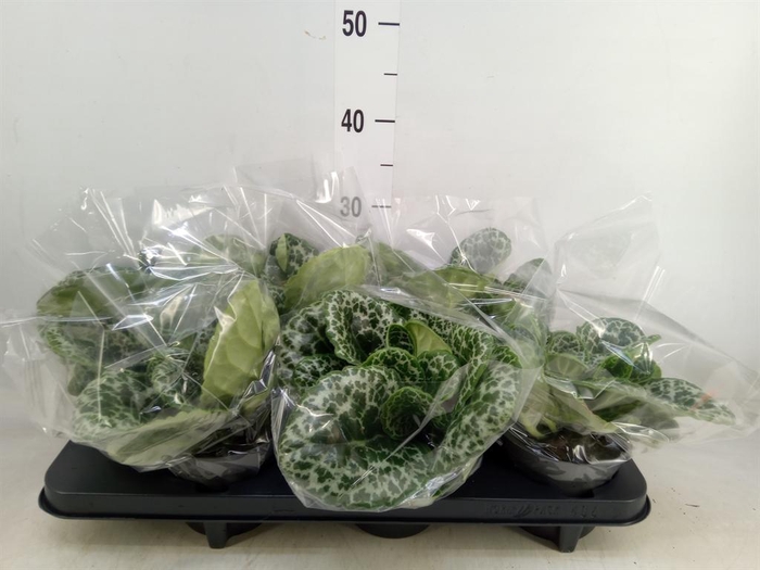 <h4>Primulina dryas 'Pretty Turtle'</h4>