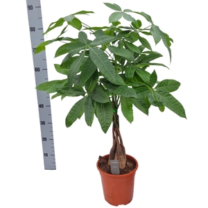 Pachira aquatica 19 cm 35 hout