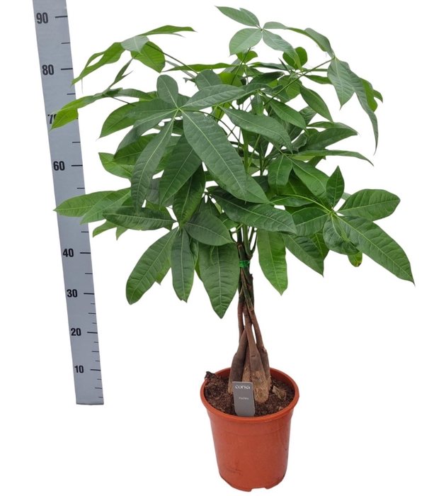 <h4>Pachira aquatica 19 cm 35 hout</h4>