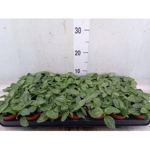 Fittonia   ...