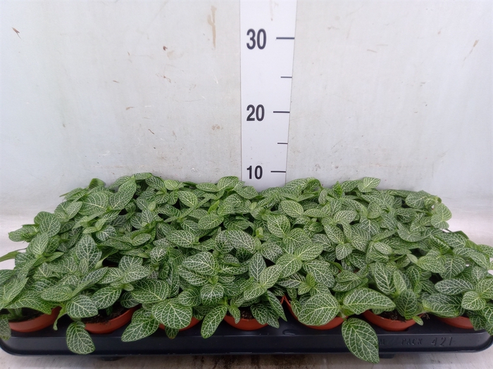 <h4>Fittonia   ...</h4>