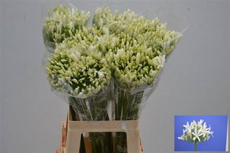 <h4>Agap Eyfori White</h4>