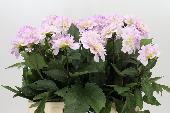 <h4>Dahlia Cayen</h4>