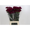 Dianthus St Purple Damascus