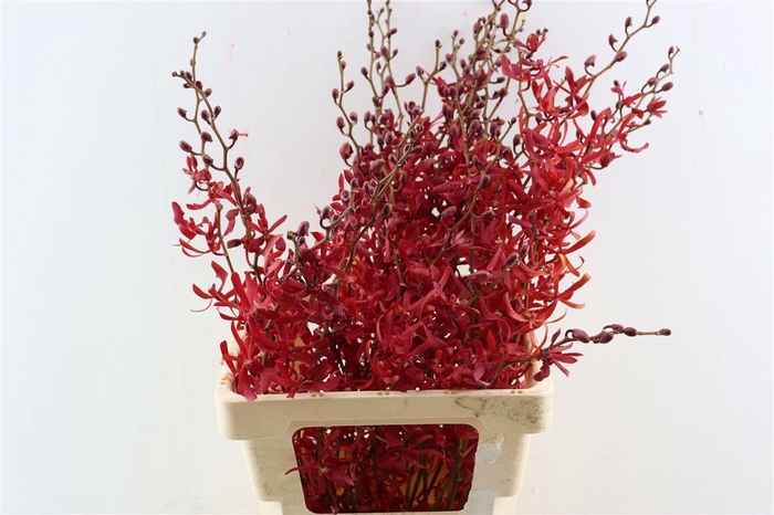 <h4>Aranthera Azhima</h4>