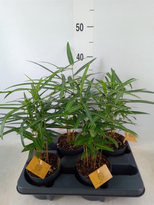 <h4>Adelonema pallidinervium</h4>