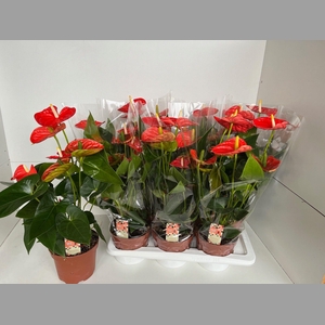 ANTHU AN SIER ORANGE