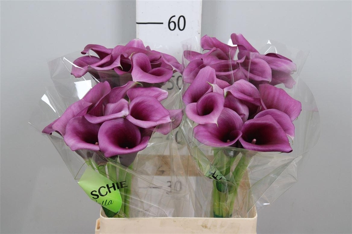 <h4>Zant Durban</h4>