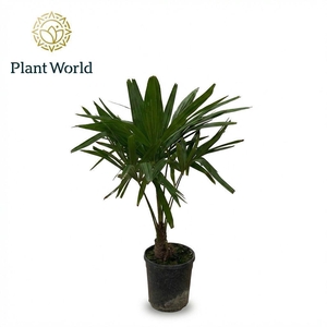 Trachycarpus Fortuneii  P21 80-90cm